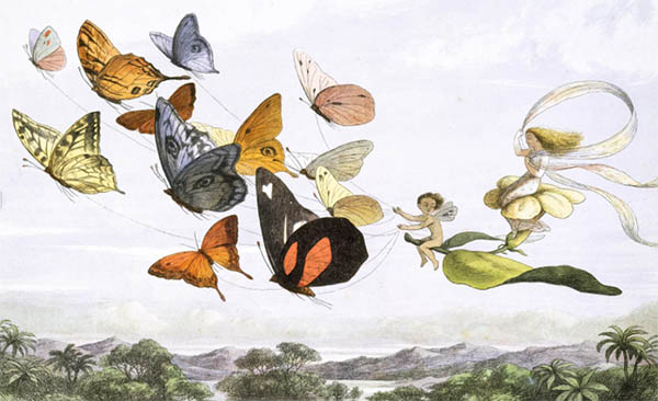 fairies flying with butterflies