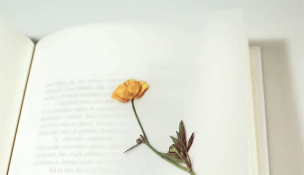 flower pressed book bad luck